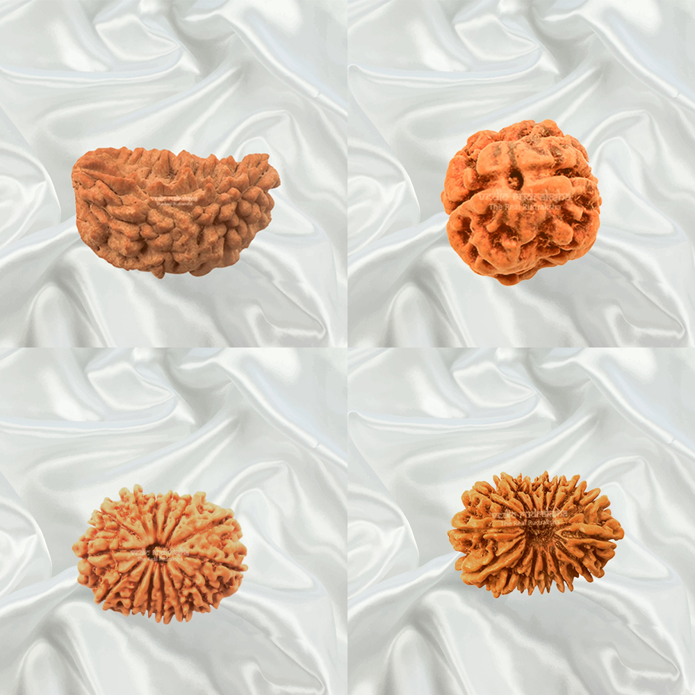 Rudraksha
