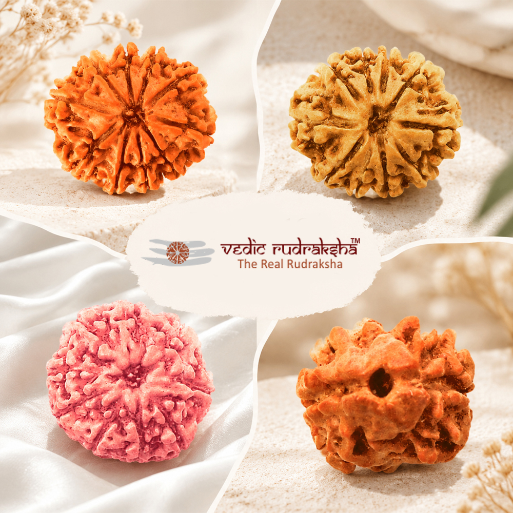 Rudraksha