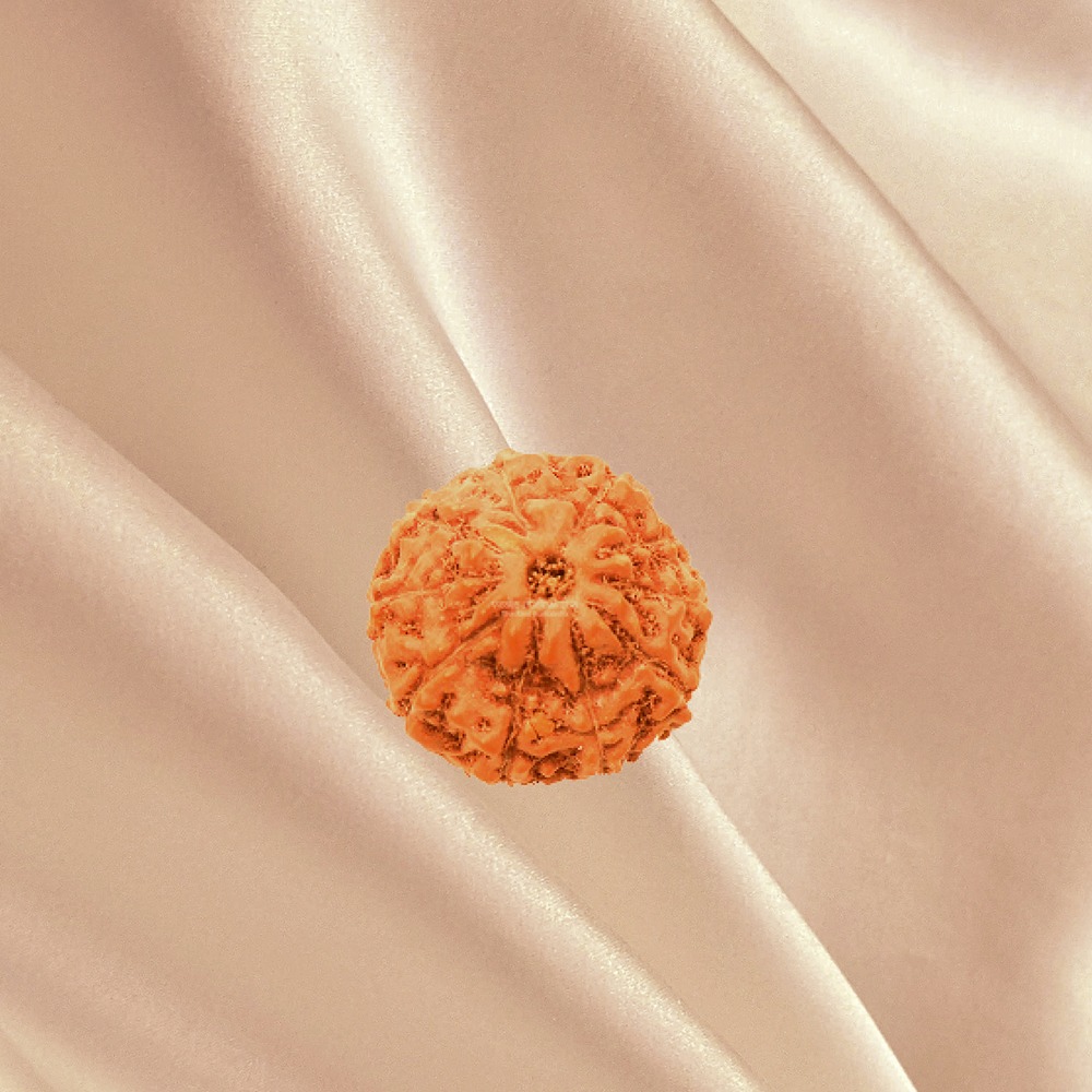 10 Mukhi Indonesian Rudraksha Small