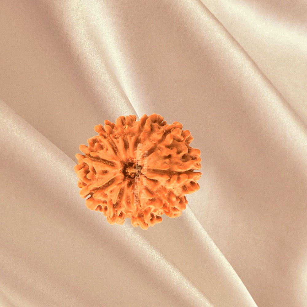 10 Mukhi Nepal Rudraksha Medium