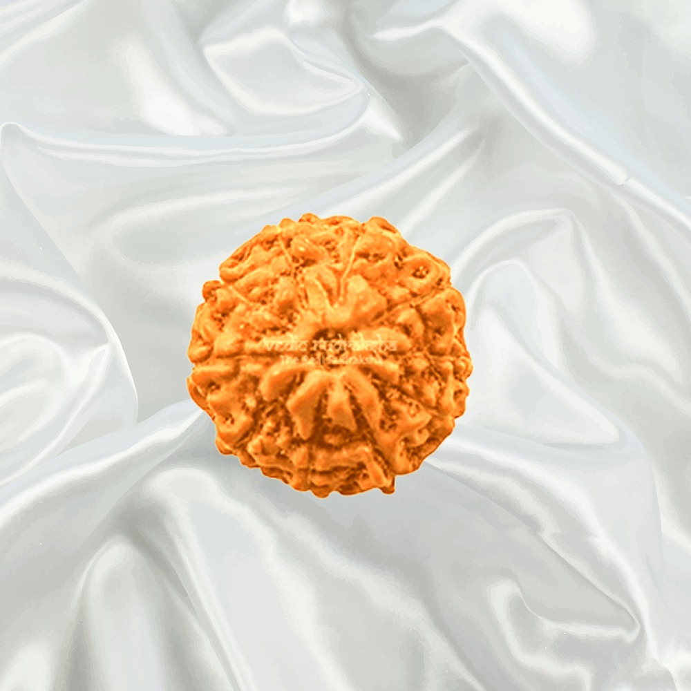 10 Mukhi Indonesian Rudraksha Big