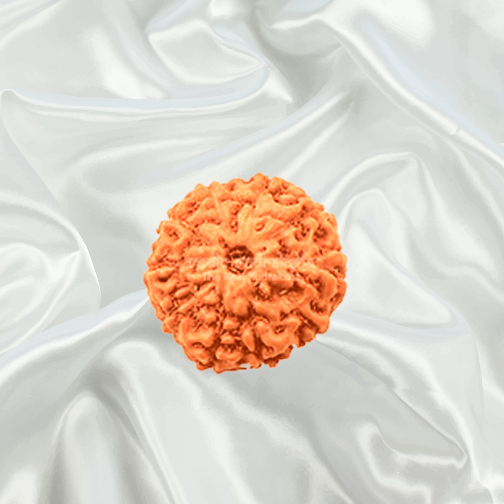 10 Mukhi Indonesian Rudraksha Medium