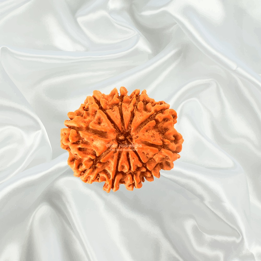 10 Mukhi Nepal Rudraksha Big