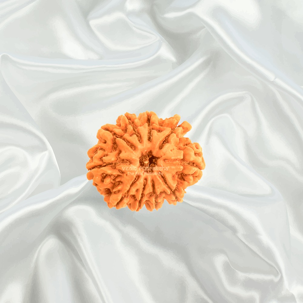 10 Mukhi Nepal Rudraksha Collector