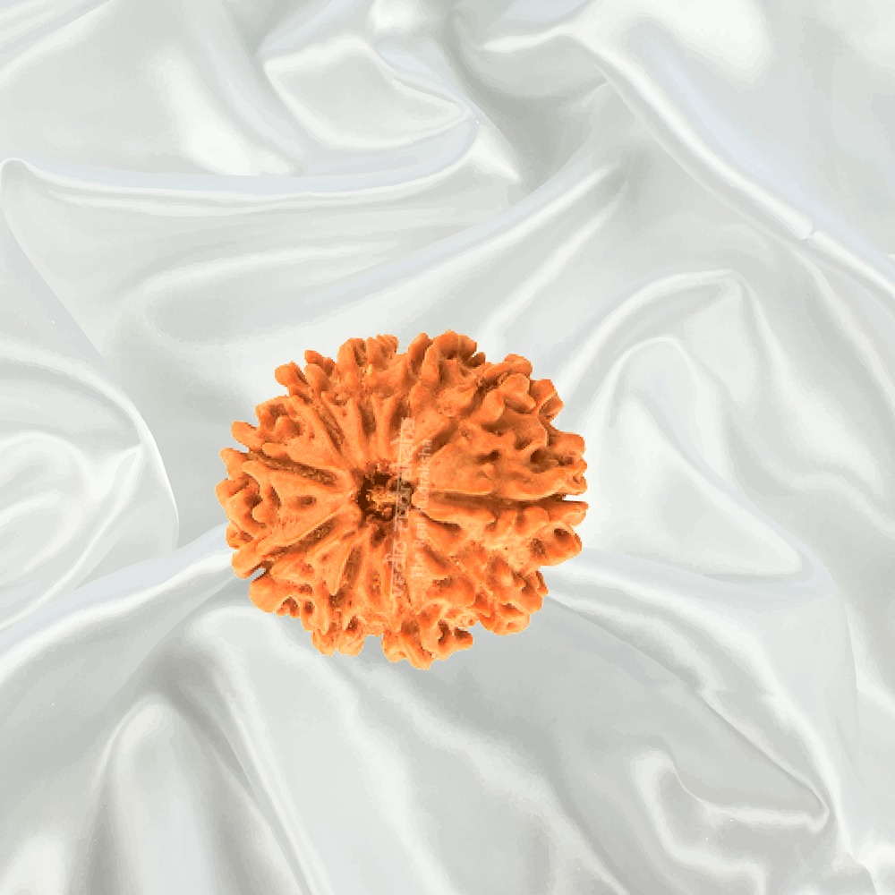 10 Mukhi Nepal Rudraksha Medium