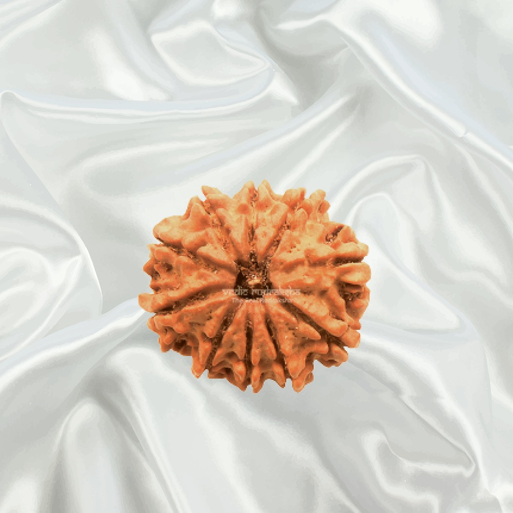 10 Mukhi Nepal Rudraksha Small