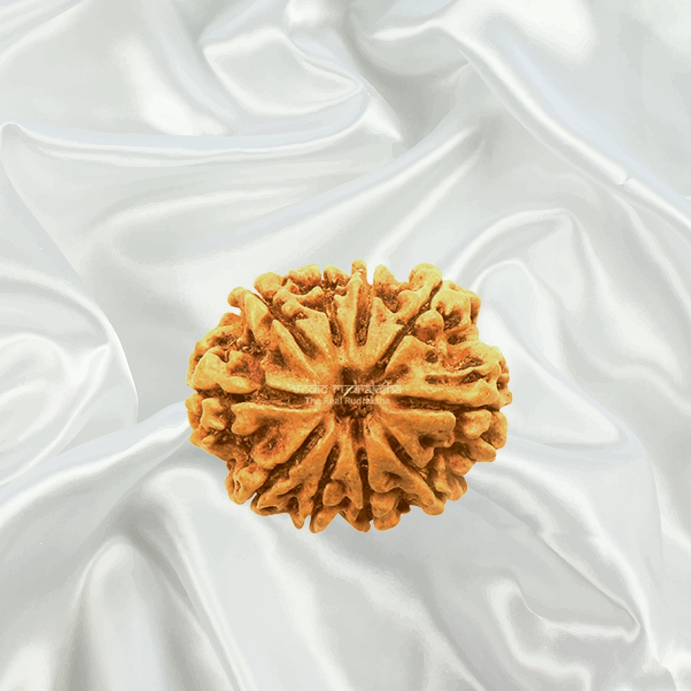 10 Mukhi Nepal Rudraksha Super Collector