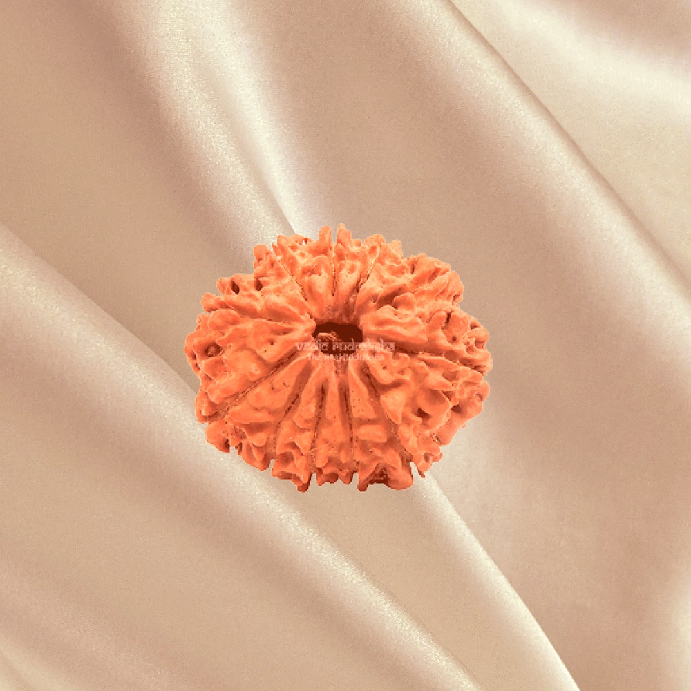 11 Mukhi Nepal Rudraksha Medium