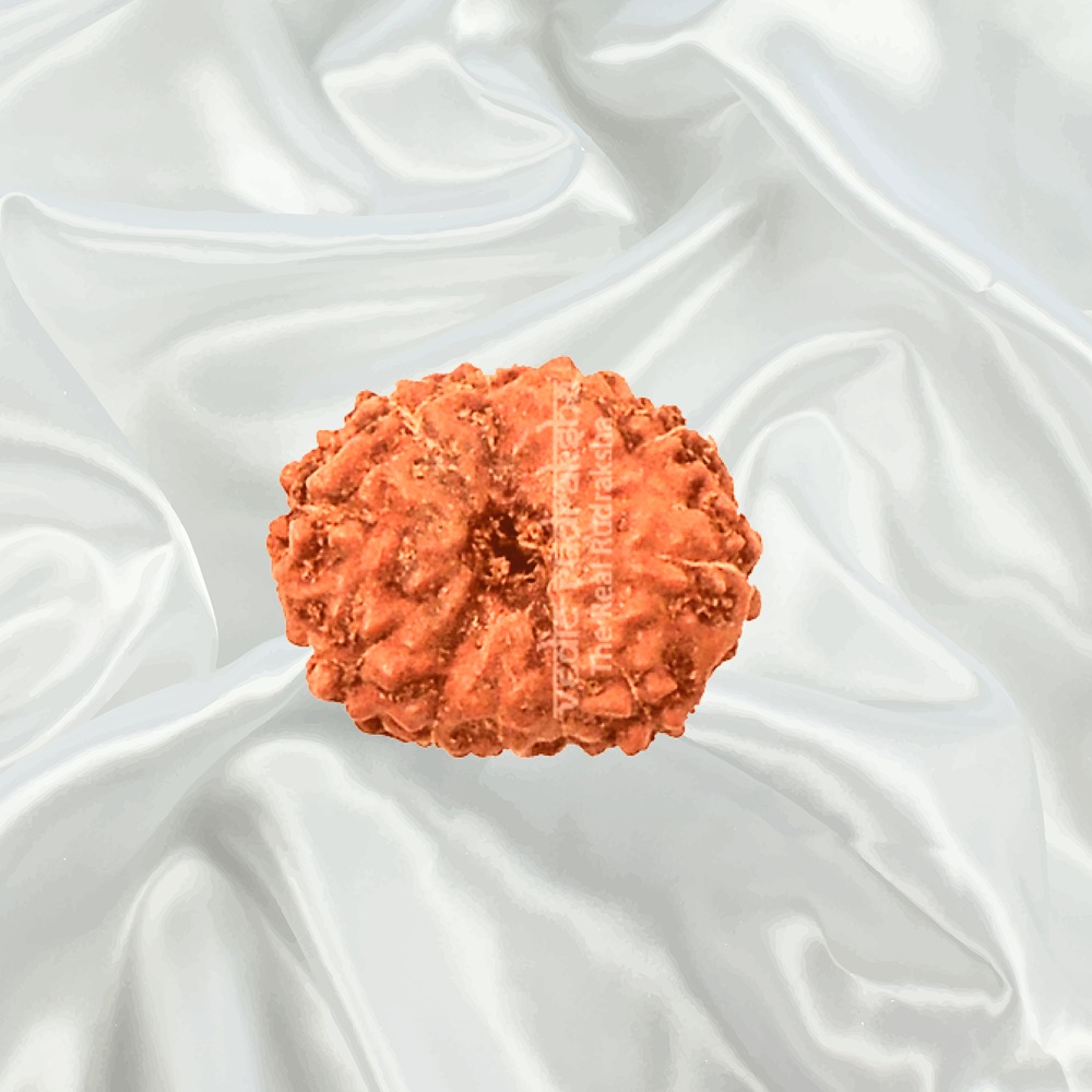 11 Mukhi Indonesian Rudraksha Big