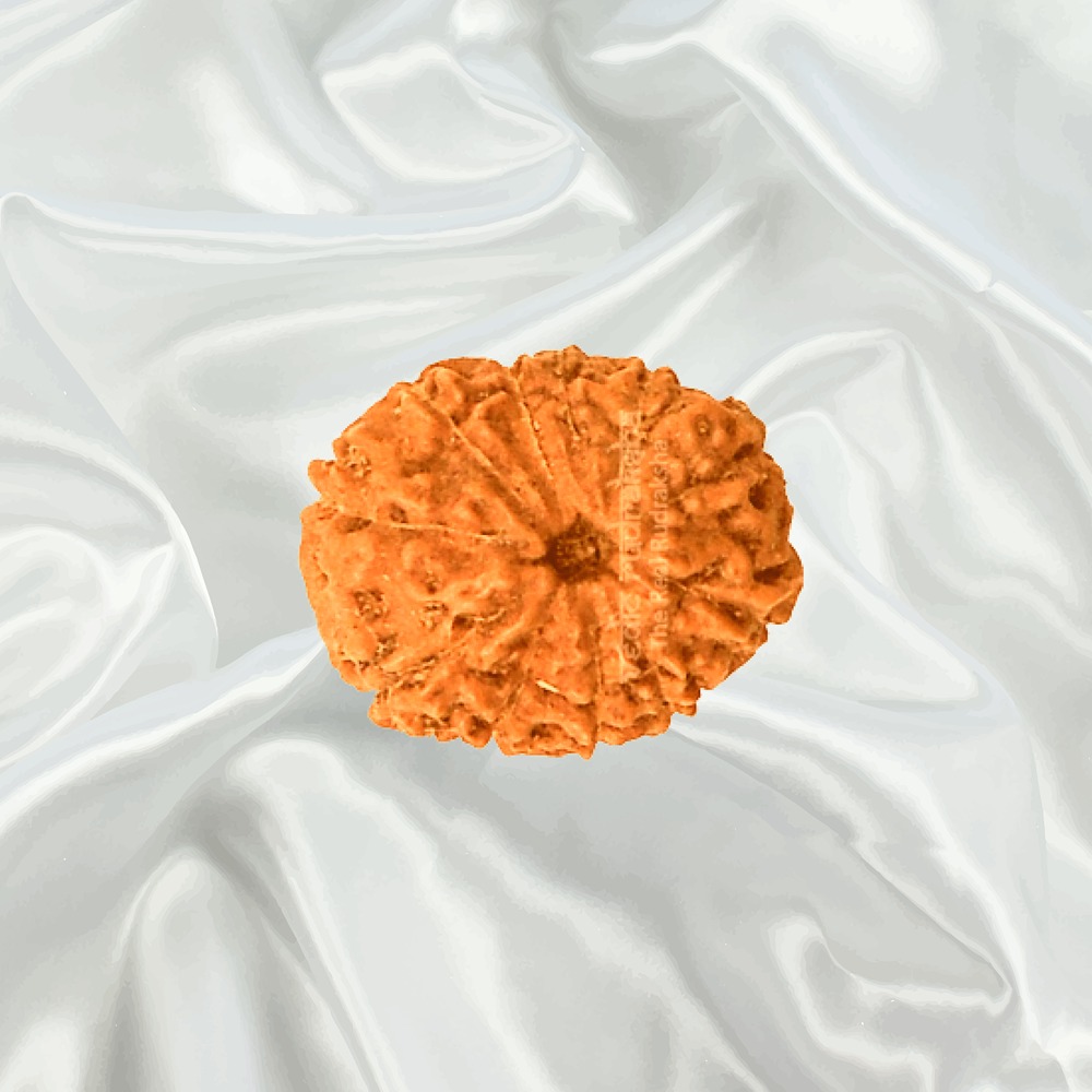 11 Mukhi Indonesian Rudraksha Medium