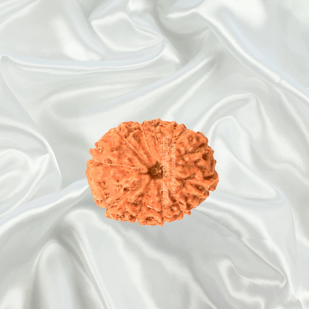 11 Mukhi Indonesian Rudraksha Small
