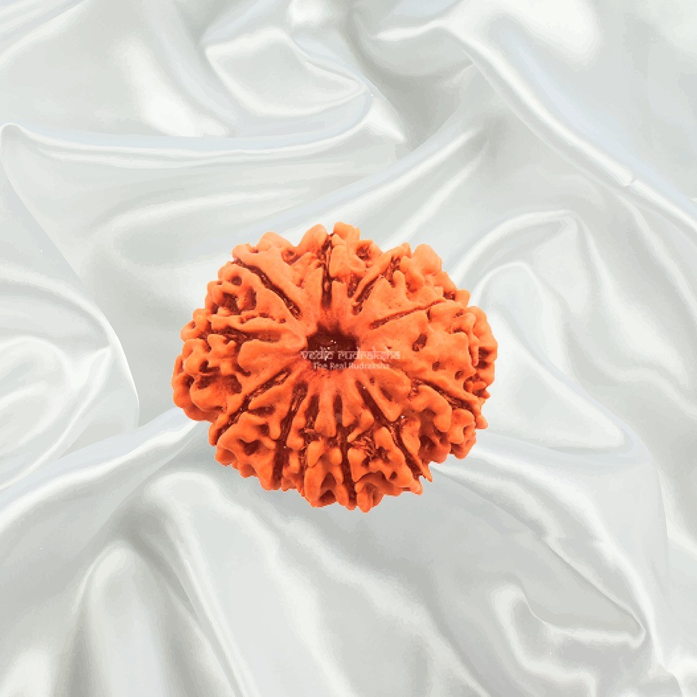 11 Mukhi Nepal Rudraksha Big
