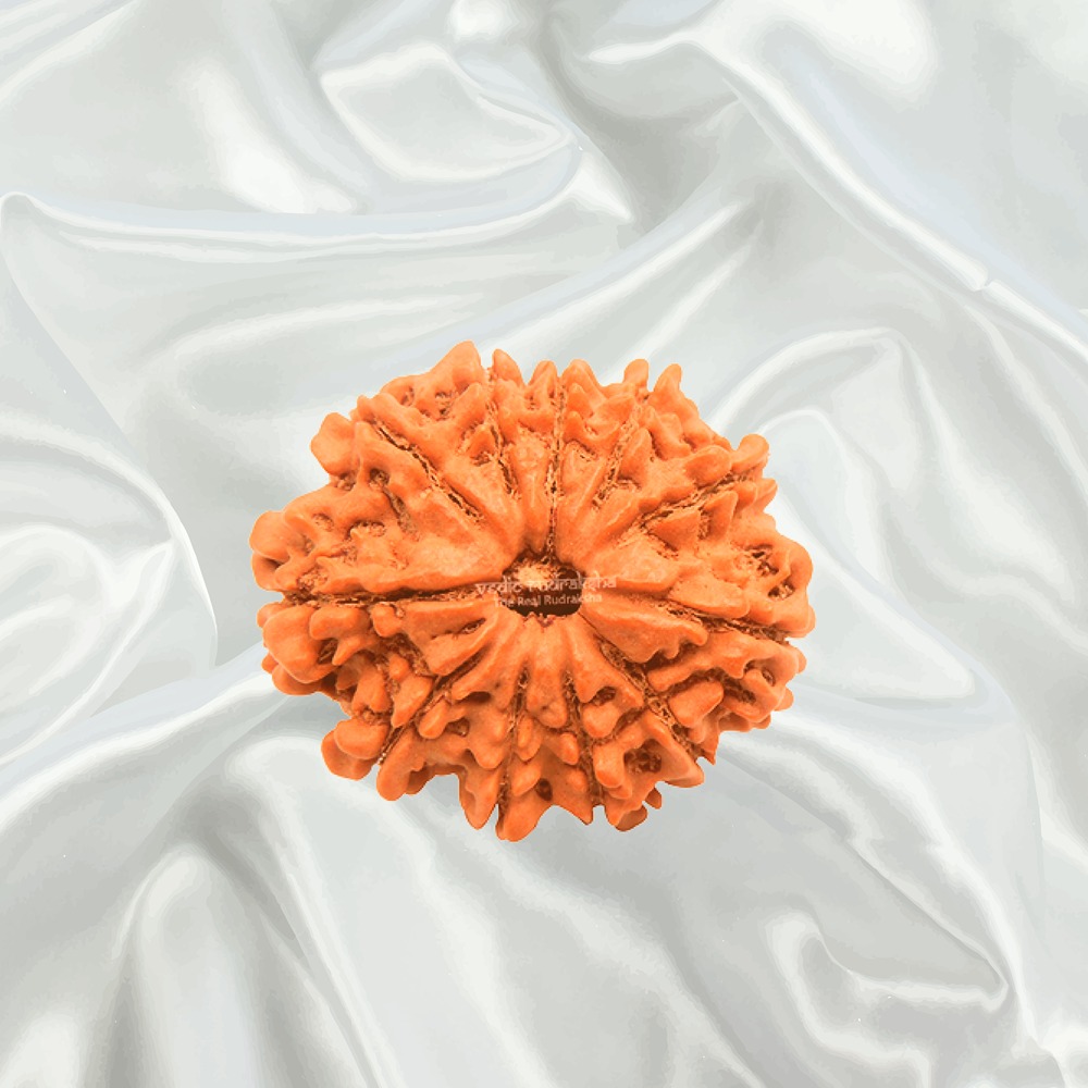 11 Mukhi Nepal Rudraksha Collector