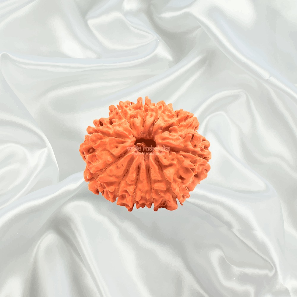 11 Mukhi Nepal Rudraksha Medium