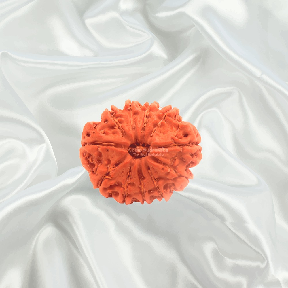 11 Mukhi Nepal Rudraksha Small