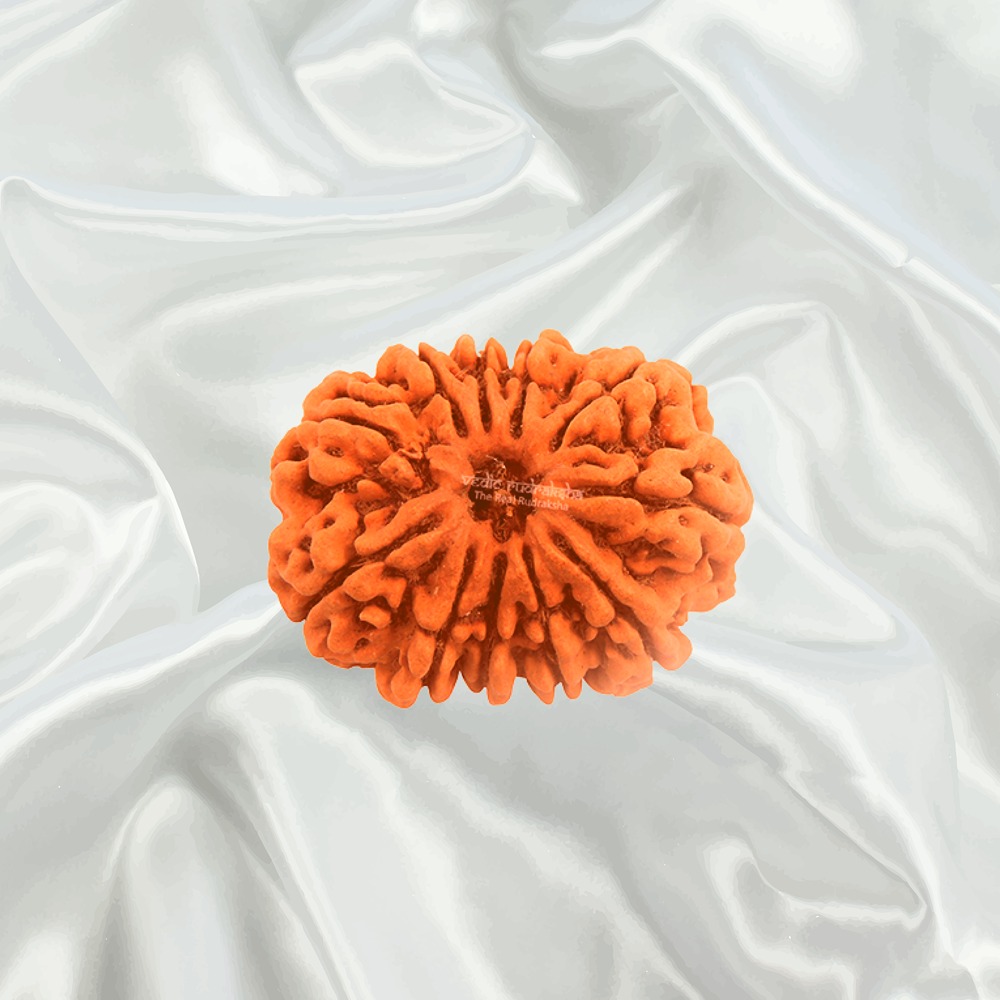 11 Mukhi Nepal Rudraksha Super Collector