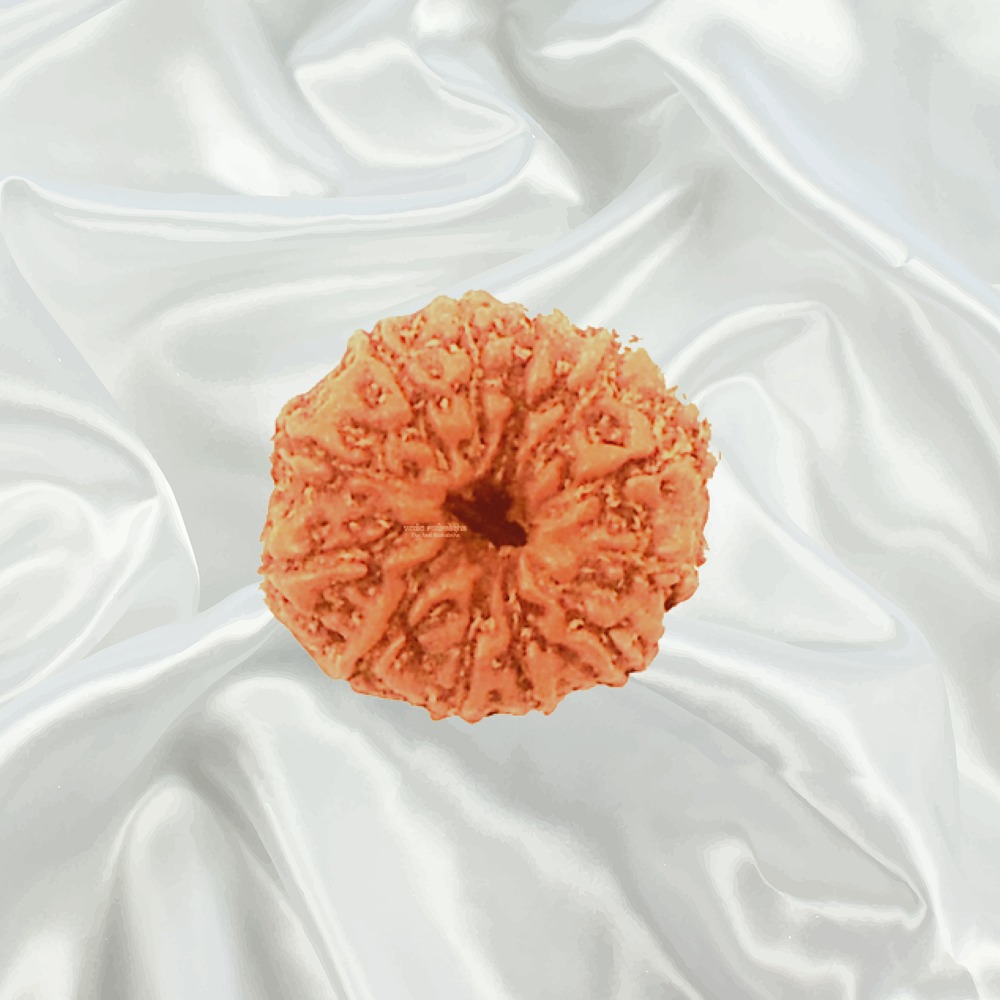 12 Mukhi Indonesian Rudraksha Big