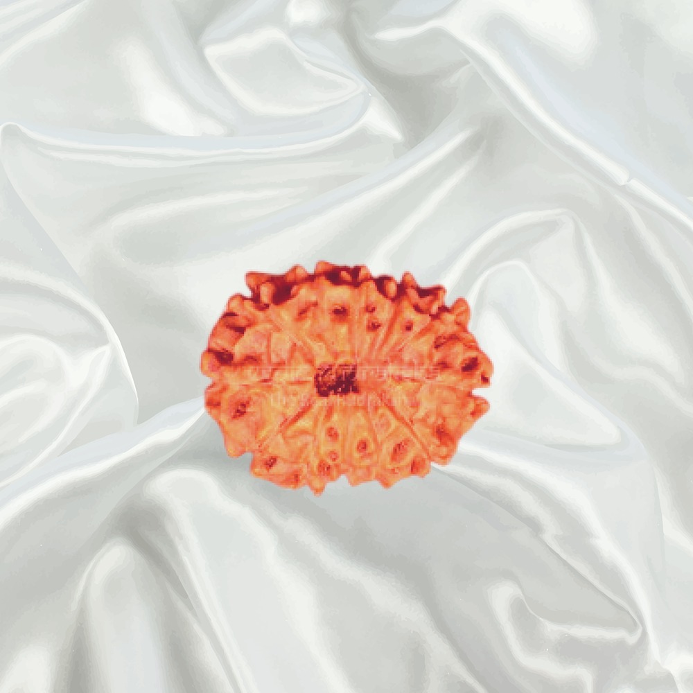 12 Mukhi Indonesian Rudraksha Collector