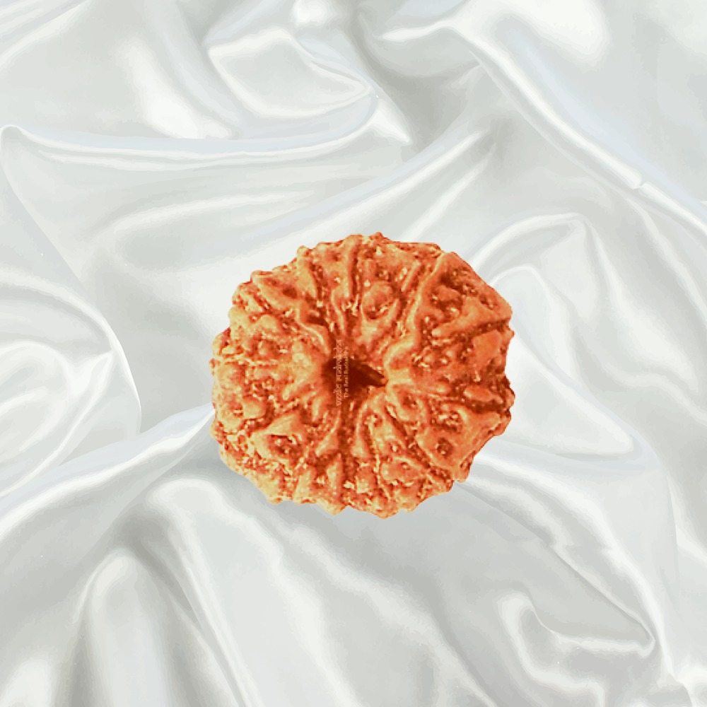 12 Mukhi Indonesian Rudraksha Medium