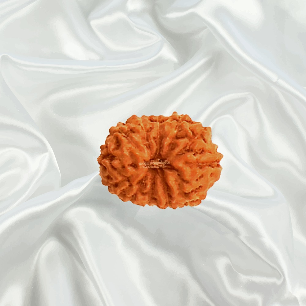 12 Mukhi Indonesian Rudraksha Small