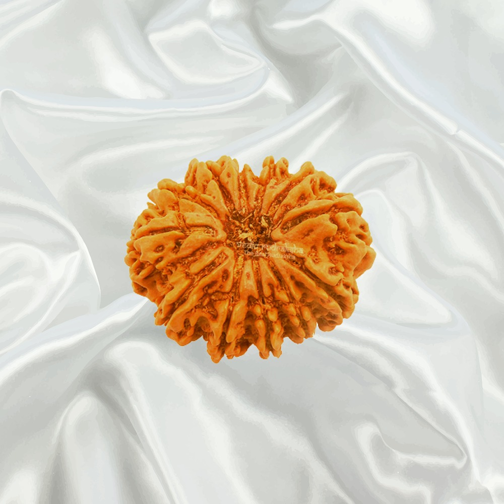  12 Mukhi Nepal Rudraksha Big