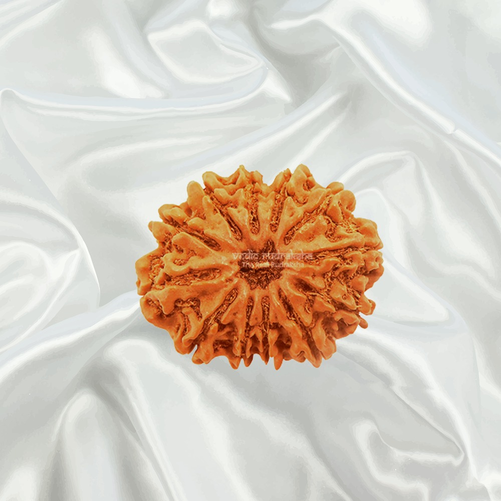 12 Mukhi Nepal Rudraksha Collector