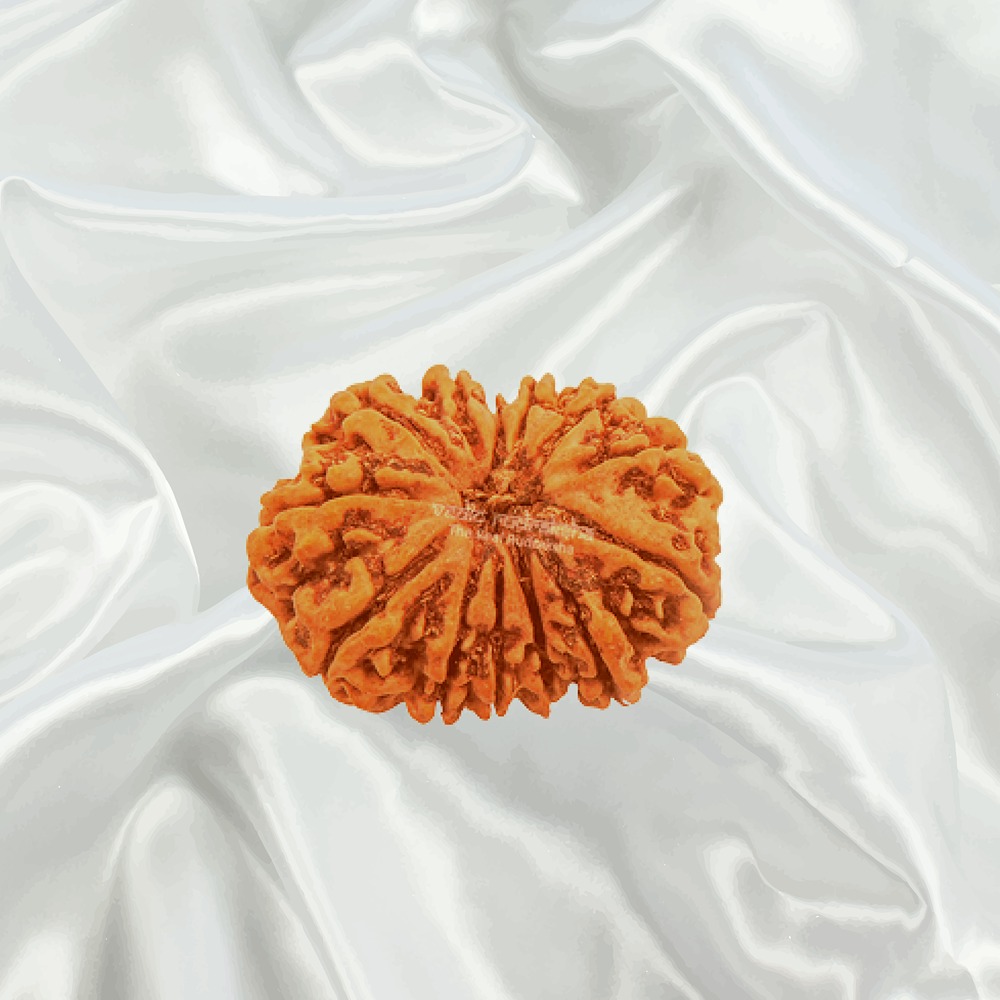 12 Mukhi Nepal Rudraksha Medium