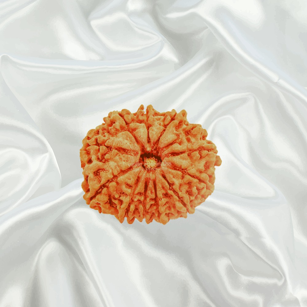 12 Mukhi Nepal Rudraksha Small