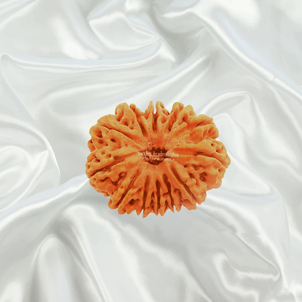12 Mukhi Nepal Rudraksha Super Collector