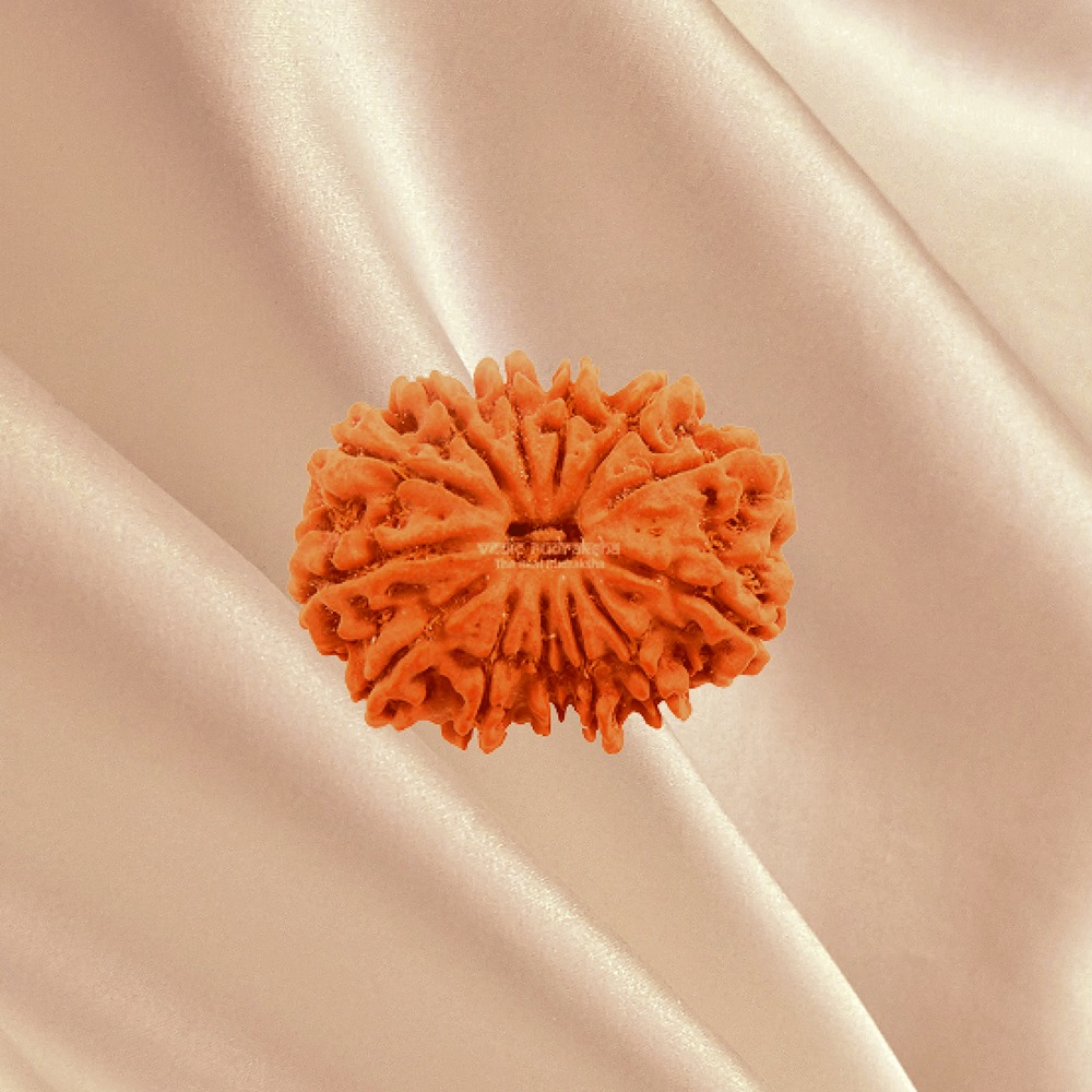 13 Mukhi Nepal Rudraksha Medium