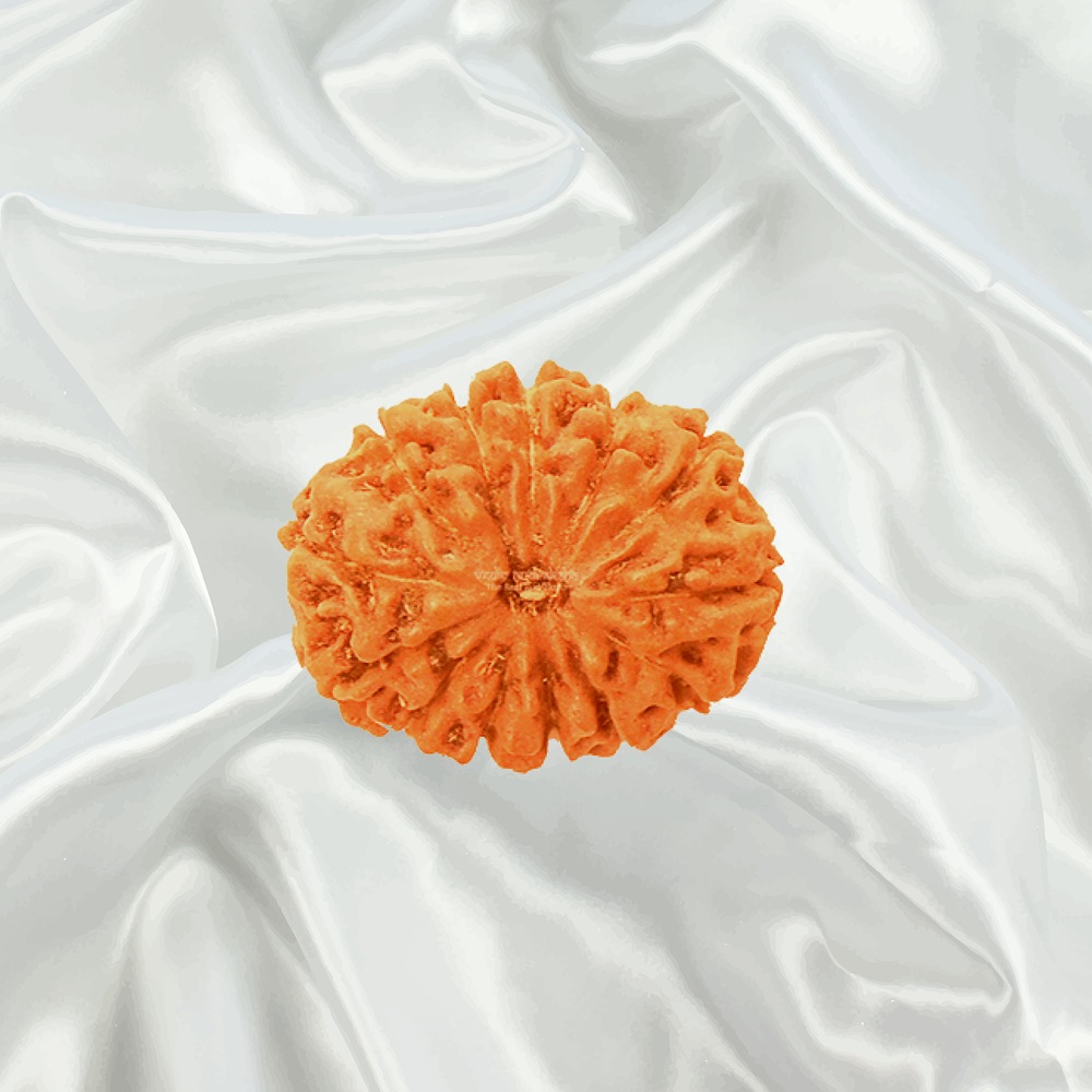 13 Mukhi Indonesian Rudraksha Big