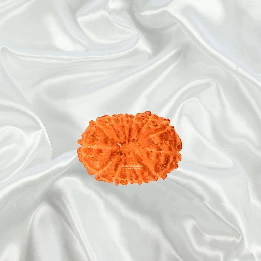 13 Mukhi Indonesian Rudraksha Medium