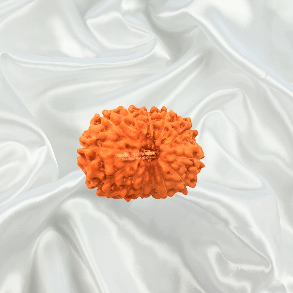 13 Mukhi Indonesian Rudraksha Small