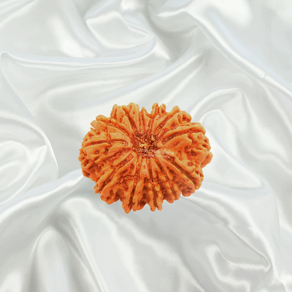 13 Mukhi Nepal Rudraksha Big