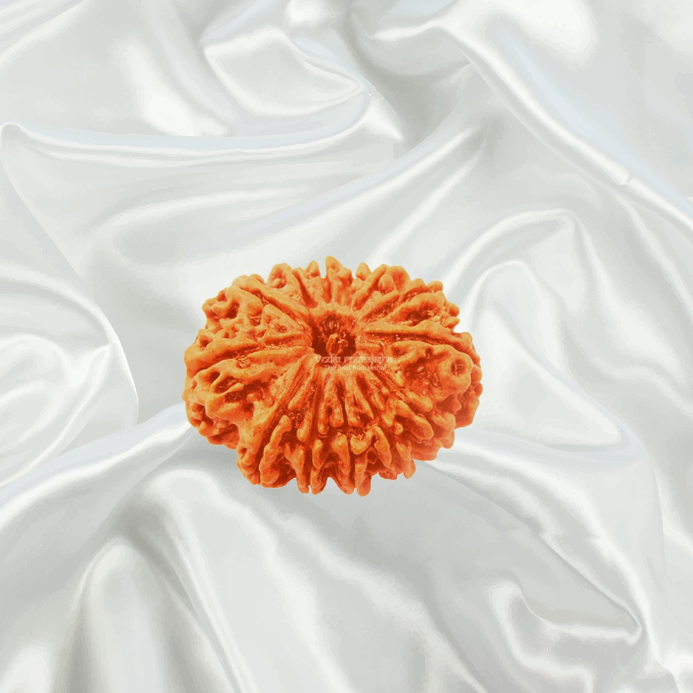 13 Mukhi Nepal Rudraksha Collector