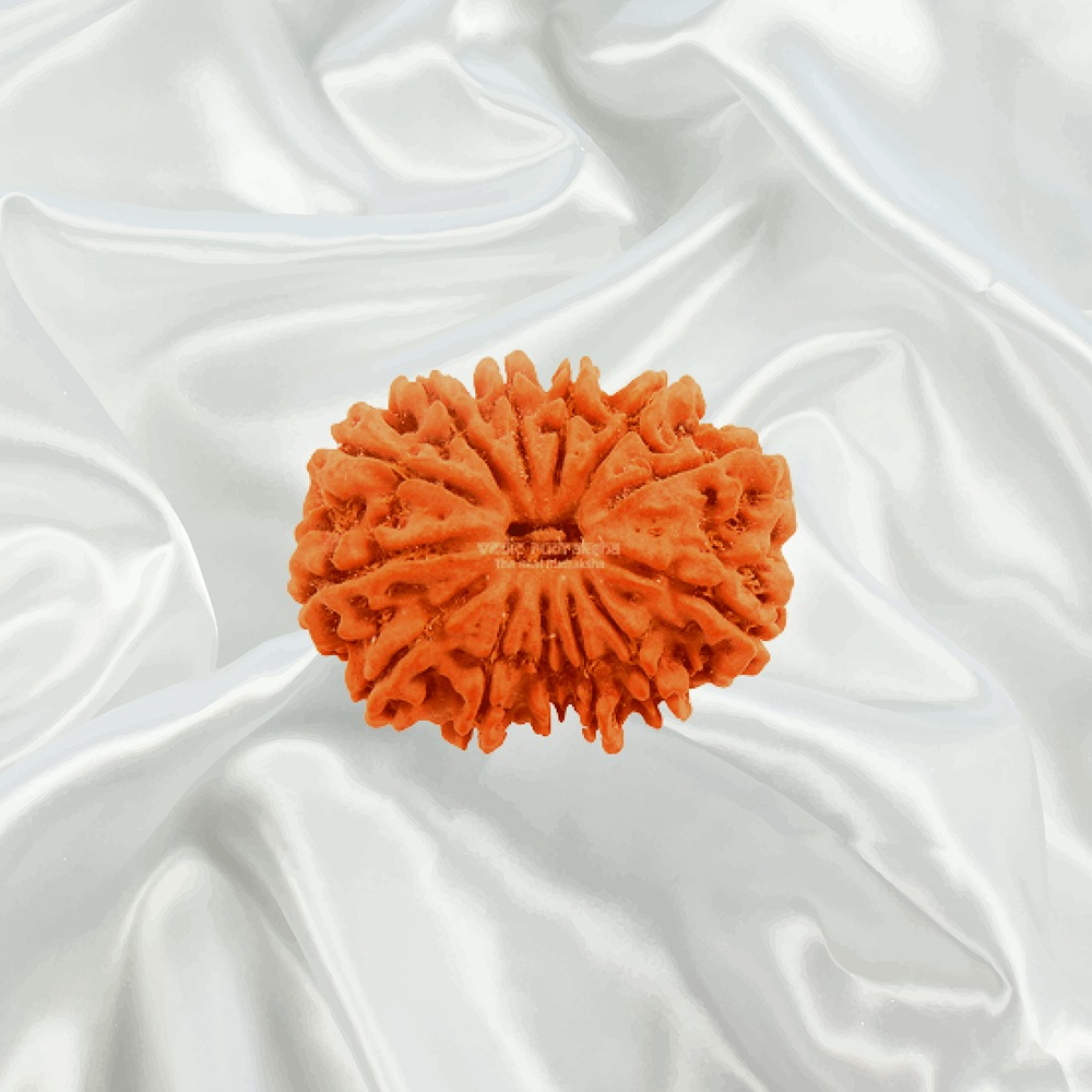 13 Mukhi Nepal Rudraksha Medium