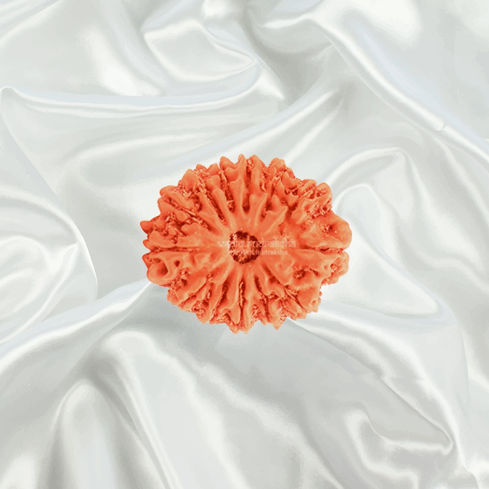 13 Mukhi Nepal Rudraksha Small