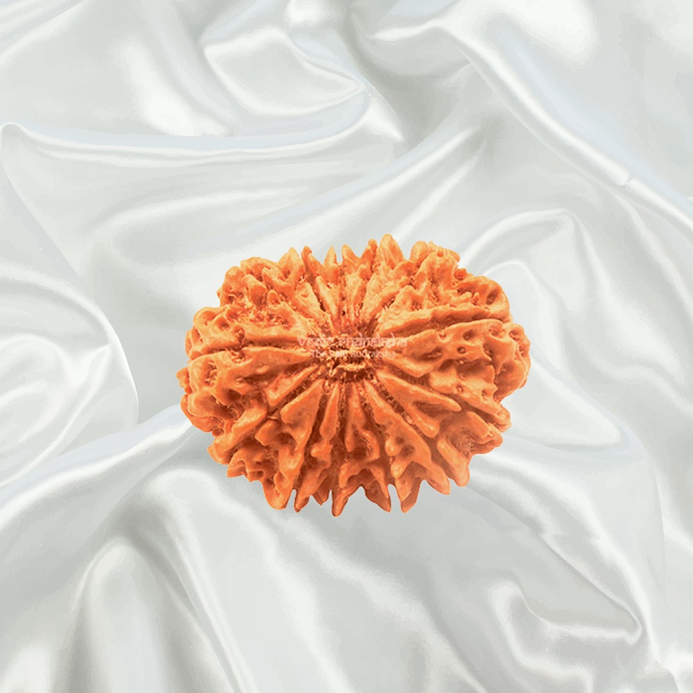 13 Mukhi Nepal Rudraksha Super Collector
