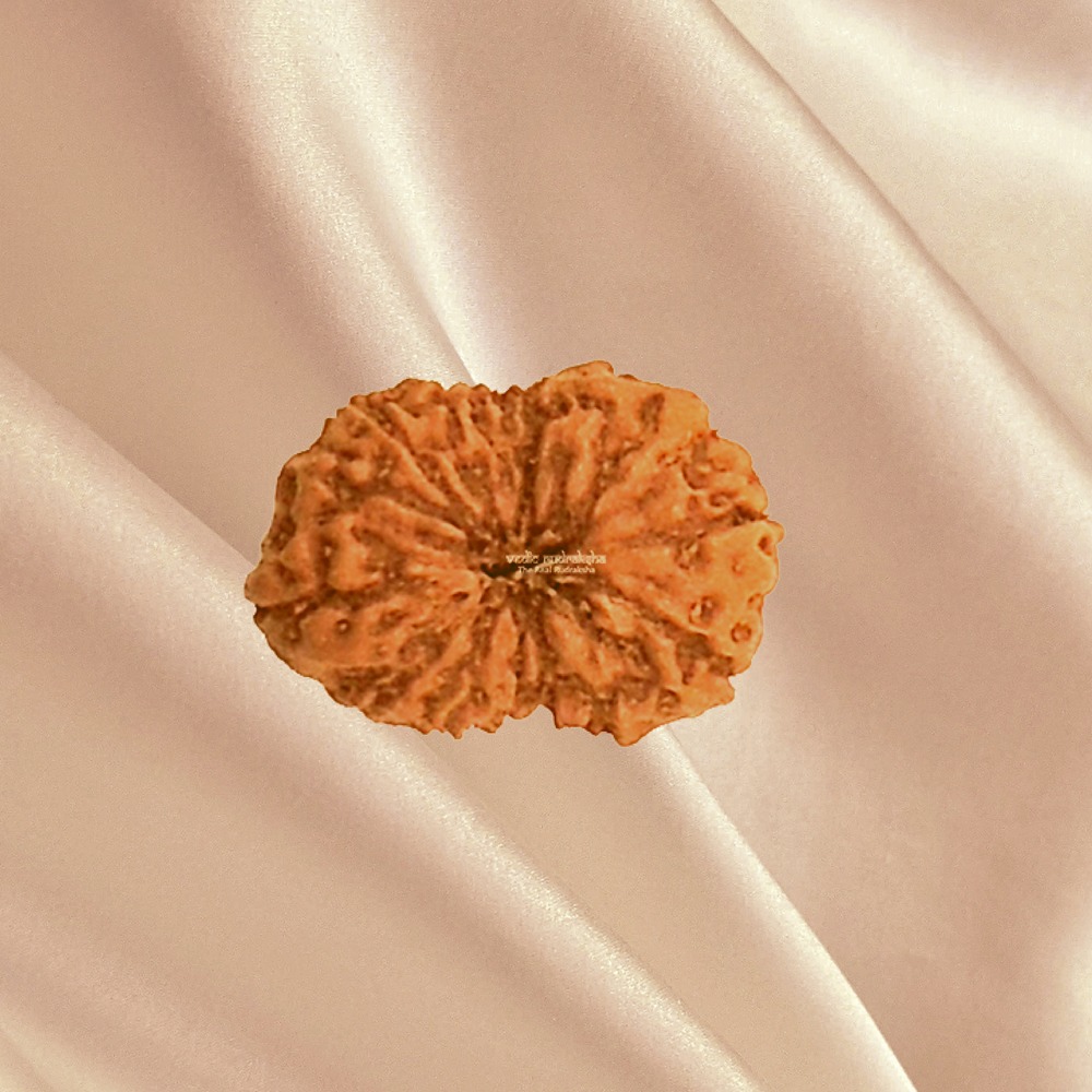 14 Mukhi Indonesian Rudraksha Big