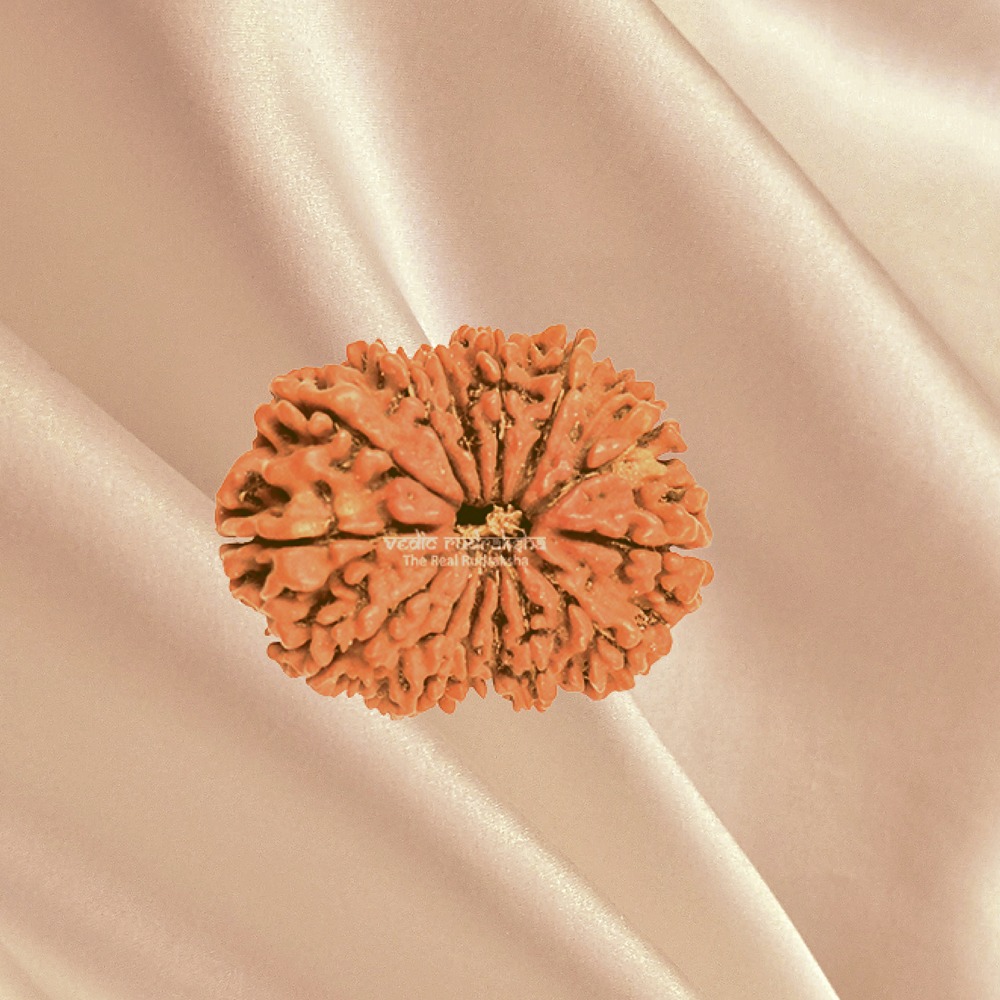 14 Mukhi Nepal Rudraksha Super Collector