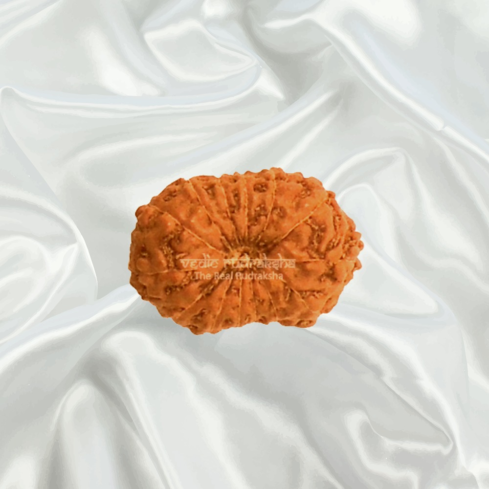 14 Mukhi Indonesian Rudraksha Collector
