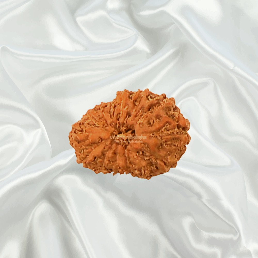 14 Mukhi Indonesian Rudraksha Small