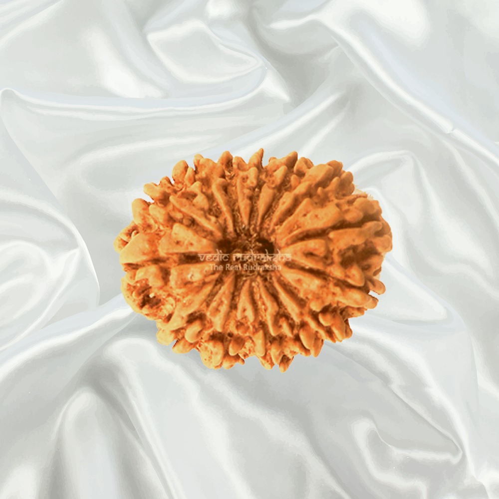14 Mukhi Nepal Rudraksha Big