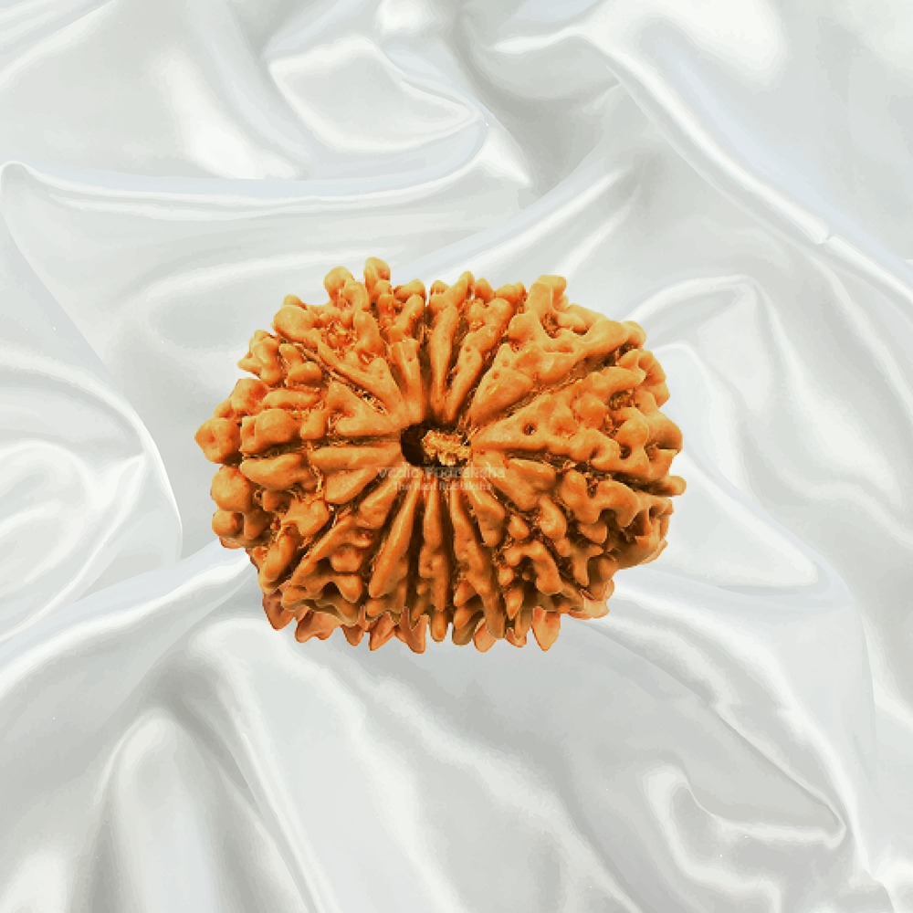 14 Mukhi Nepal Rudraksha Collector