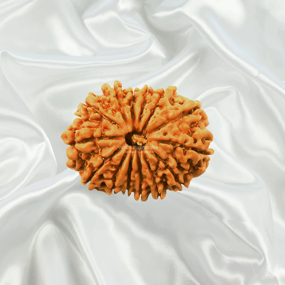 14 Mukhi Nepal Rudraksha Medium