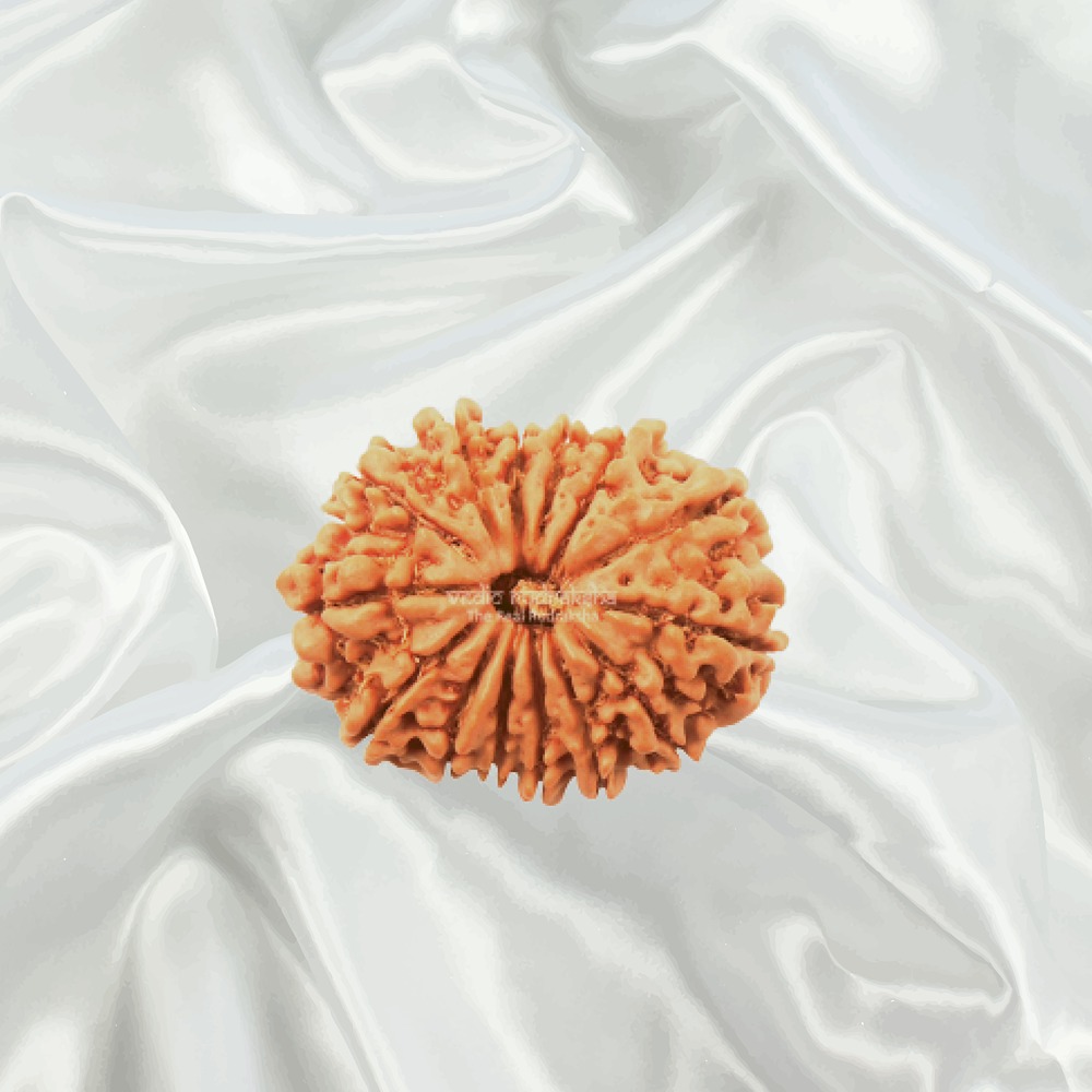 14 Mukhi Nepal Rudraksha Small