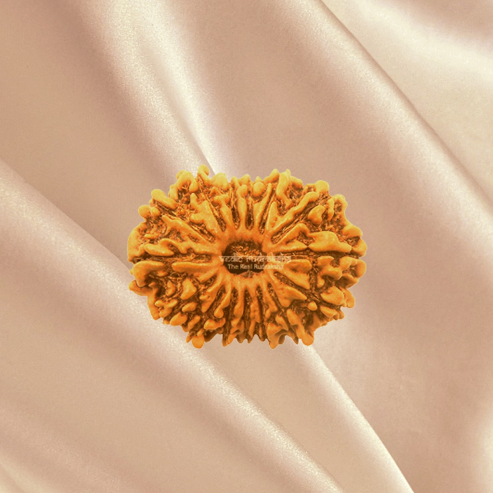 15 Mukhi Nepal Rudraksha Medium
