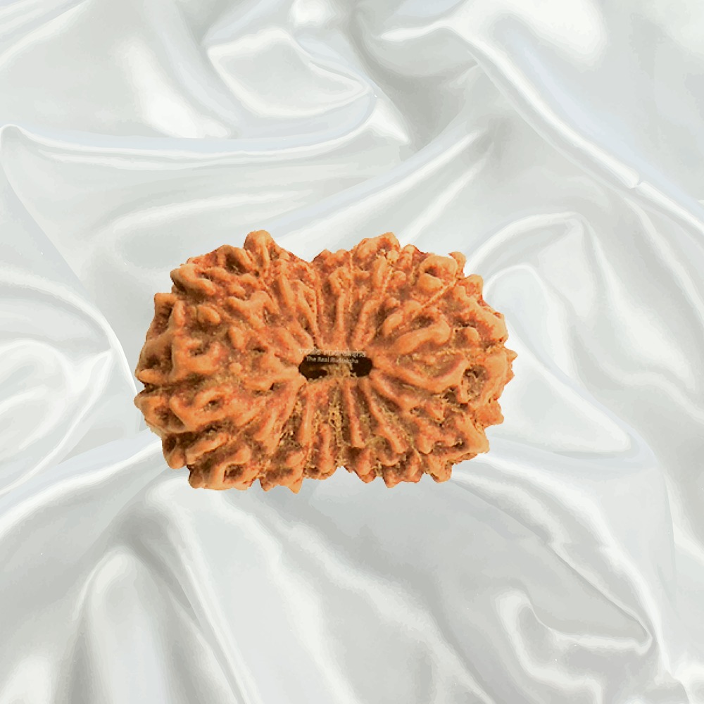 15 Mukhi Indonesian Rudraksha Big