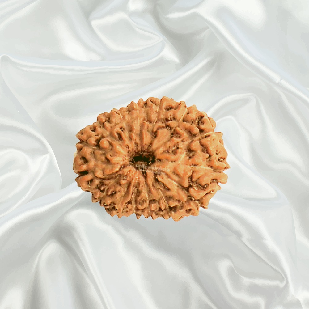 15 Mukhi Indonesian Rudraksha Medium