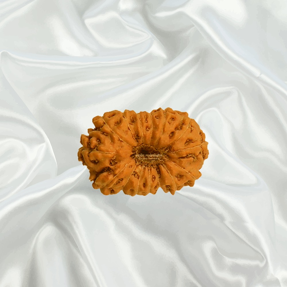 15 Mukhi Indonesian Rudraksha Small